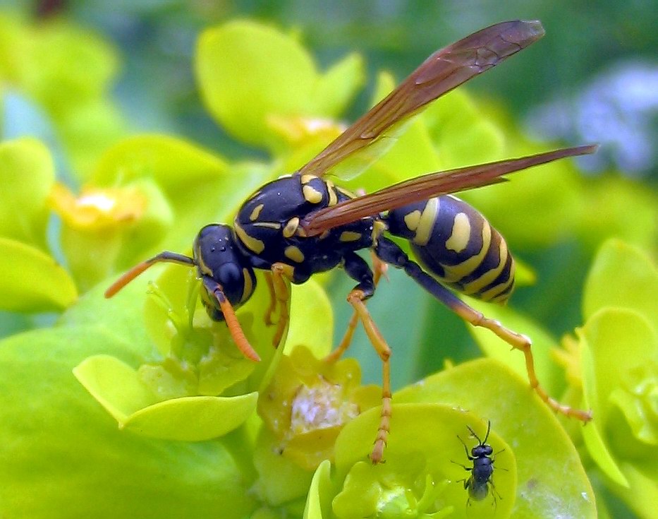 Polistes dominulus